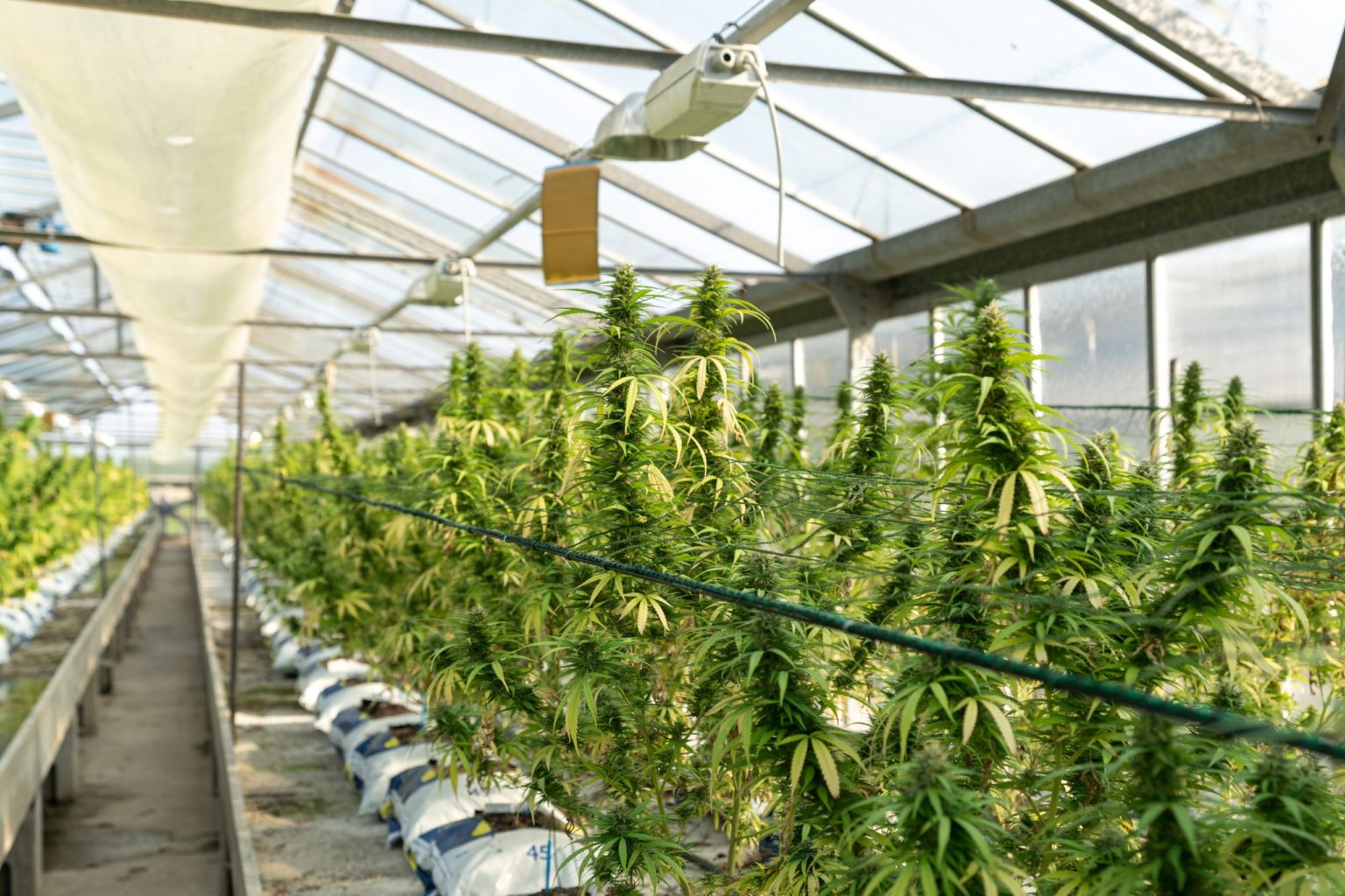 a greenhouse with plants and plants