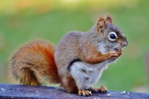 Red squirrel eating bird seed adorable critter