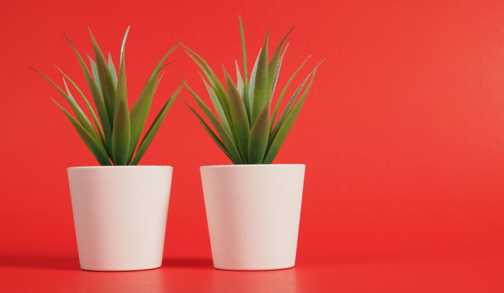 How To Choose Between Real and Fake Plants FATEH World News